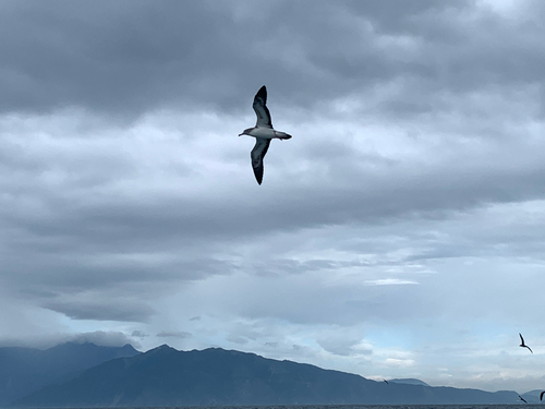 Streaked Shearwater (Calonectris leucomelas), photo 7