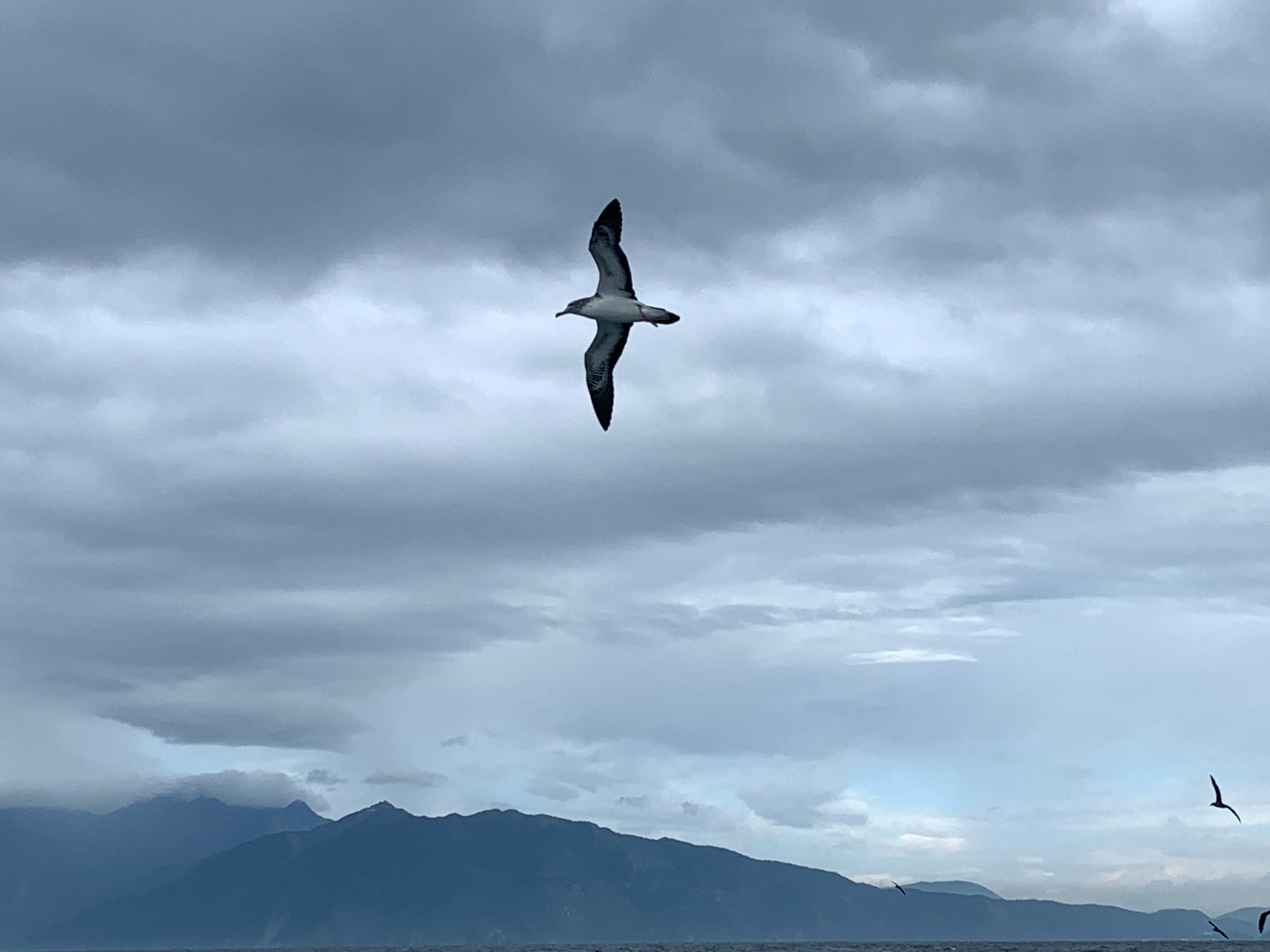 Streaked Shearwater (Calonectris leucomelas), photo 8