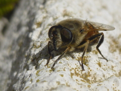 Eristalis tenax