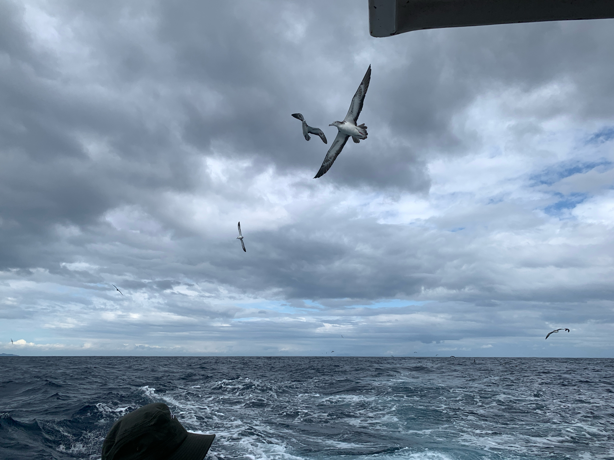 Streaked Shearwater (Calonectris leucomelas), photo 2