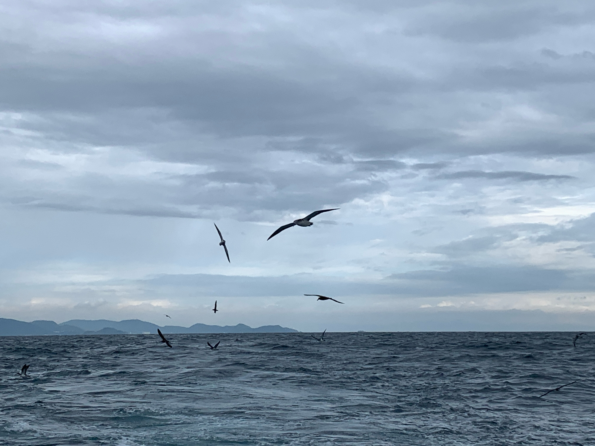 Streaked Shearwater (Calonectris leucomelas), photo 9