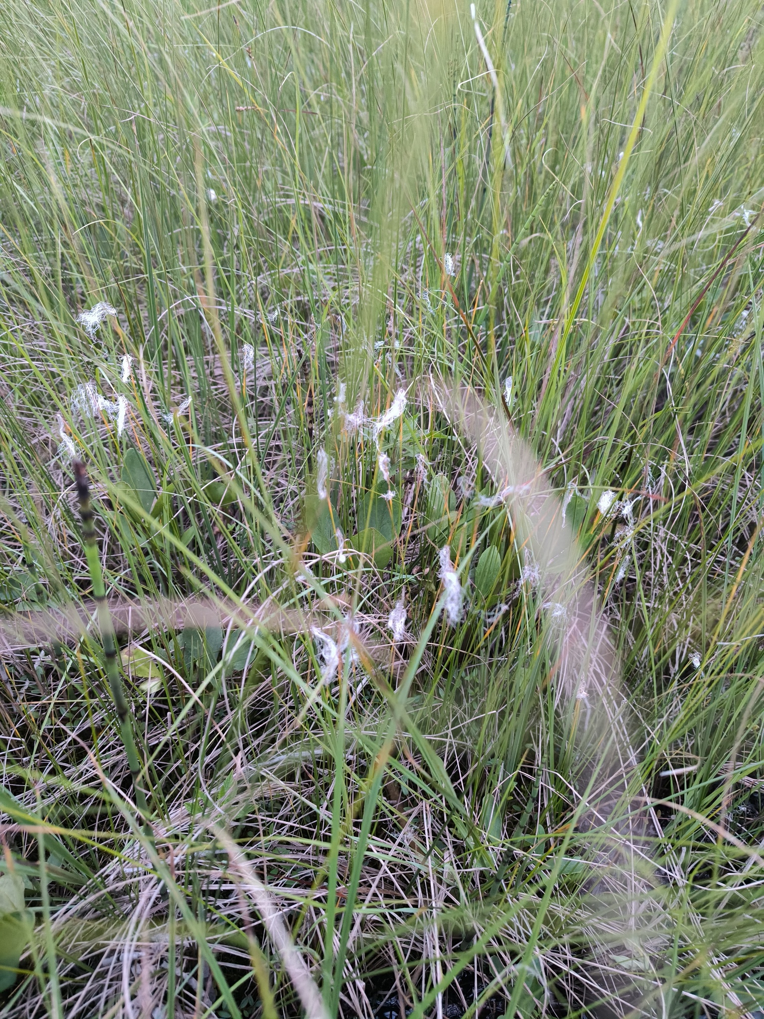 Cotton Deergrass (Trichophorum alpinum)