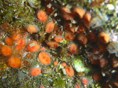 Metandrocarpa taylori