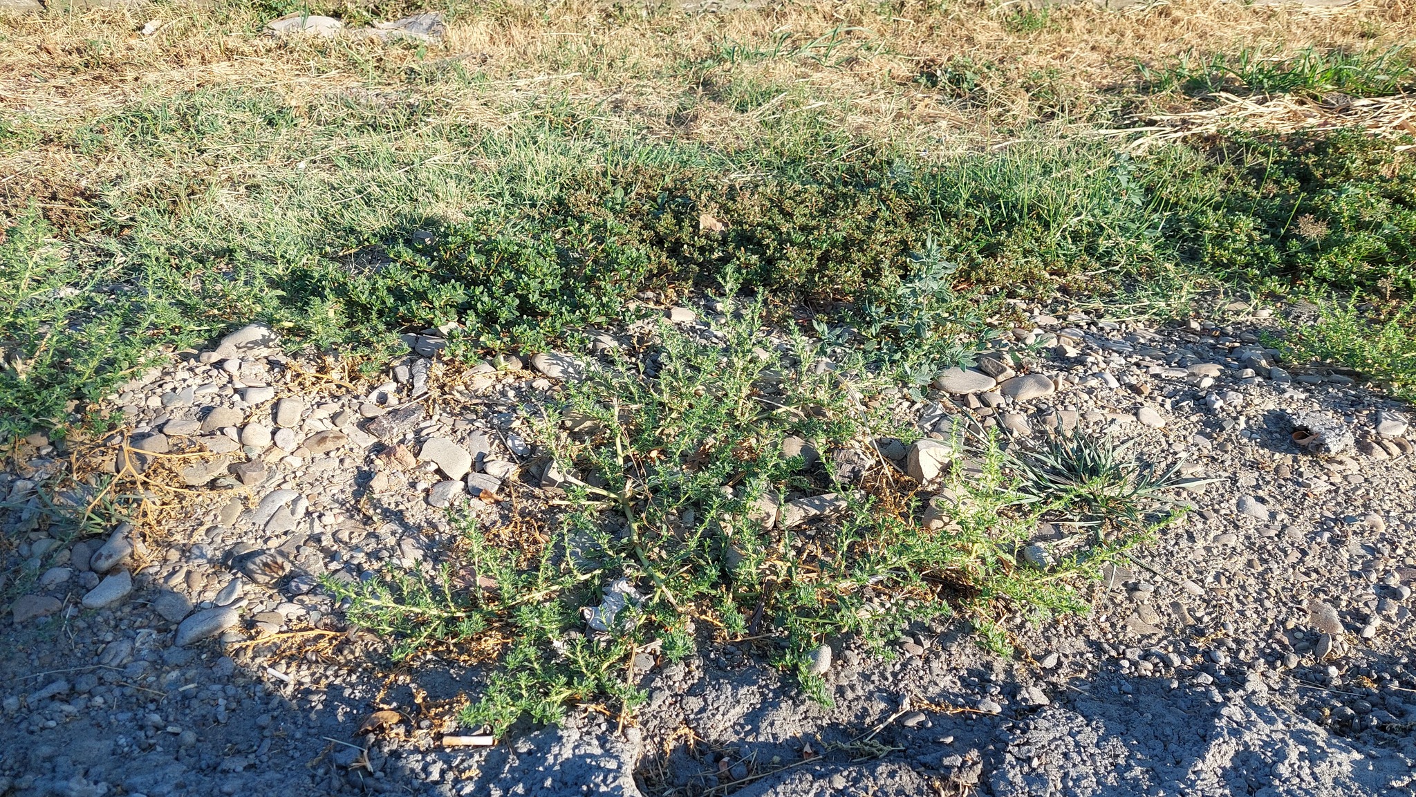 Prostrate Pigweed (Amaranthus albus)