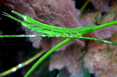 Pentidotea kirchanskii