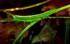 Pentidotea kirchanskii
