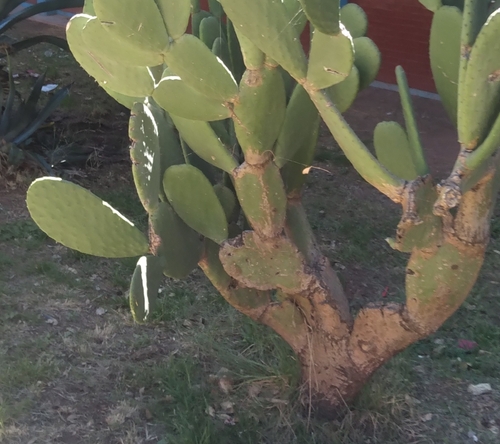 Indian fig opuntia