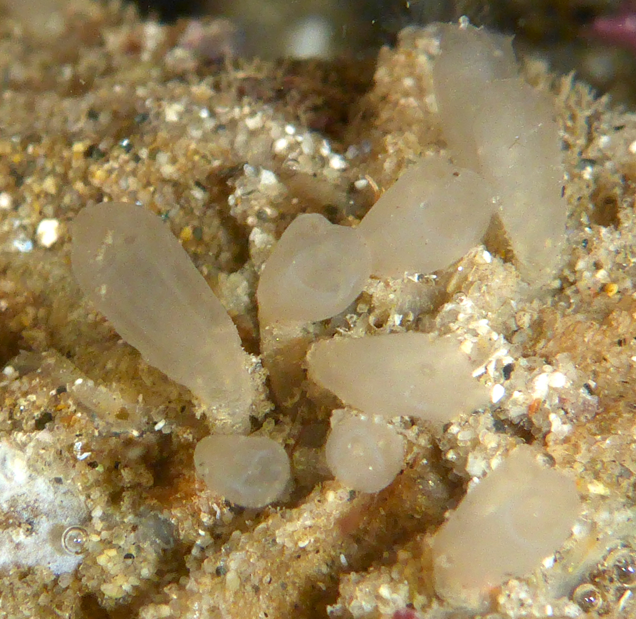 Euherdmania claviformis (Ritter, 1903)