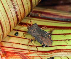 Anasa scorbutica