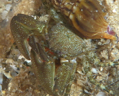 Petrolisthes cabrilloi