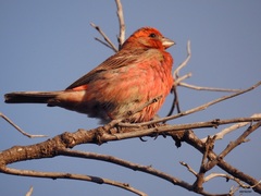 Haemorhous mexicanus