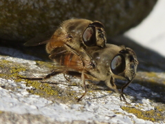 Eristalis tenax
