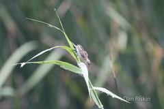 Sporophila telasco