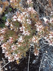 Andersonia
