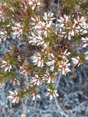 Andersonia