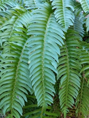 Polystichum imbricans curtum
