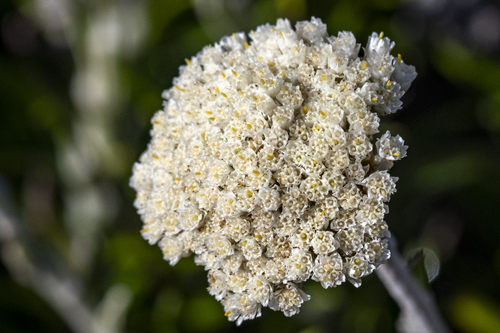 Paper Posy (Anaxeton asperum)