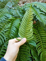 Polystichum imbricans curtum