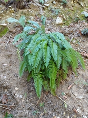 Polystichum imbricans curtum