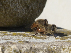 Eristalis tenax