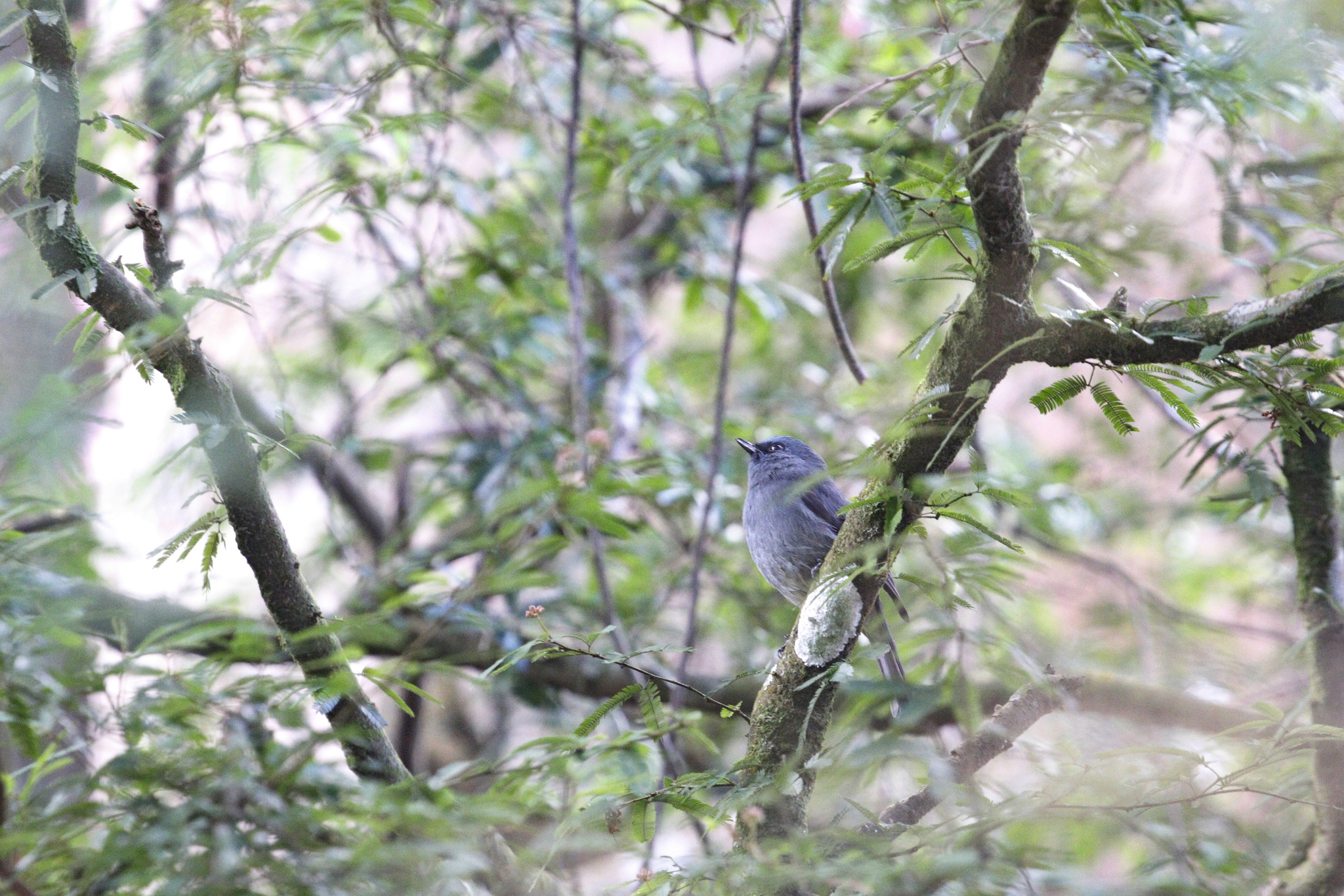 Dull-blue Flycatcher (Eumyias sordidus), photo 2