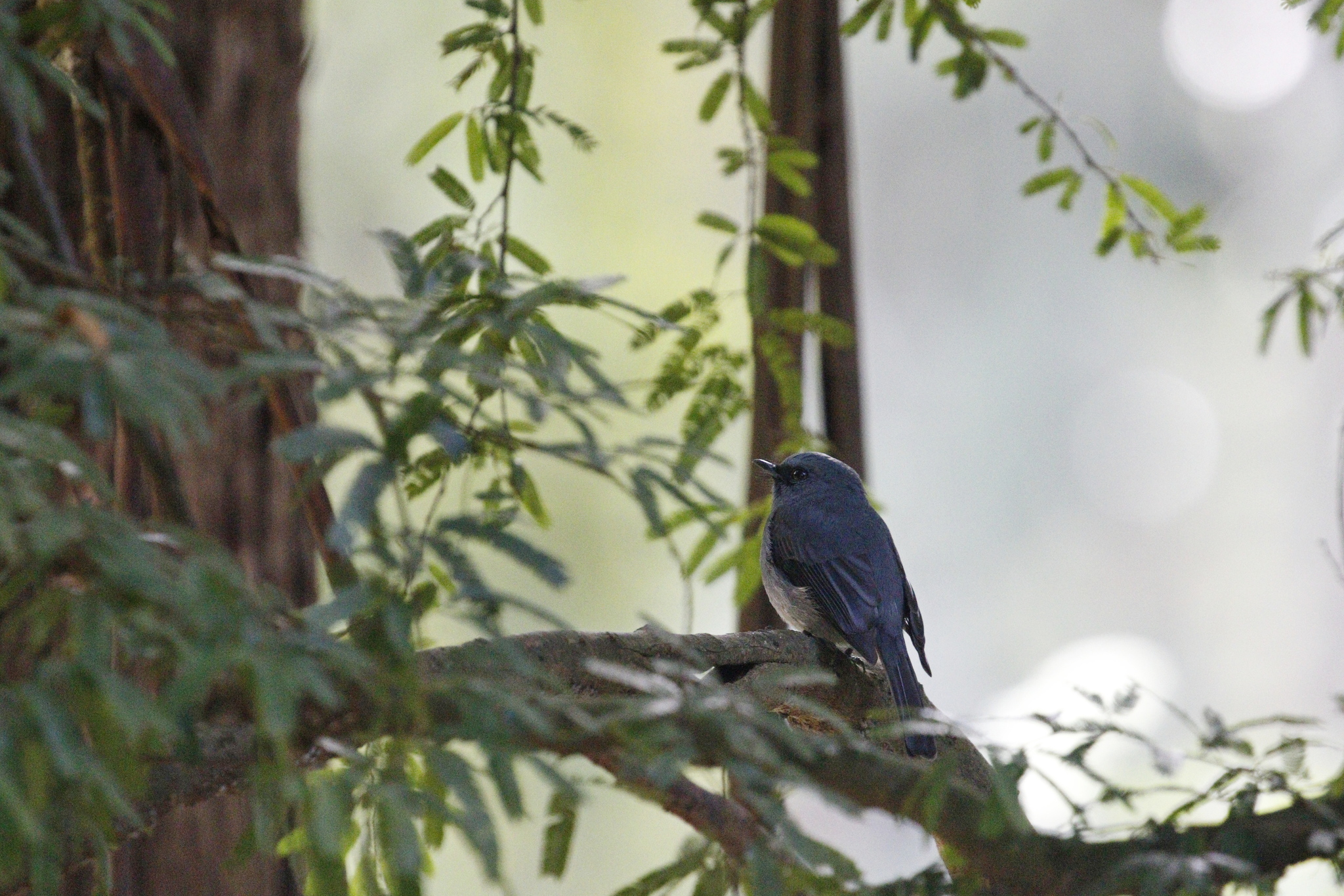Dull-blue Flycatcher (Eumyias sordidus), photo 3