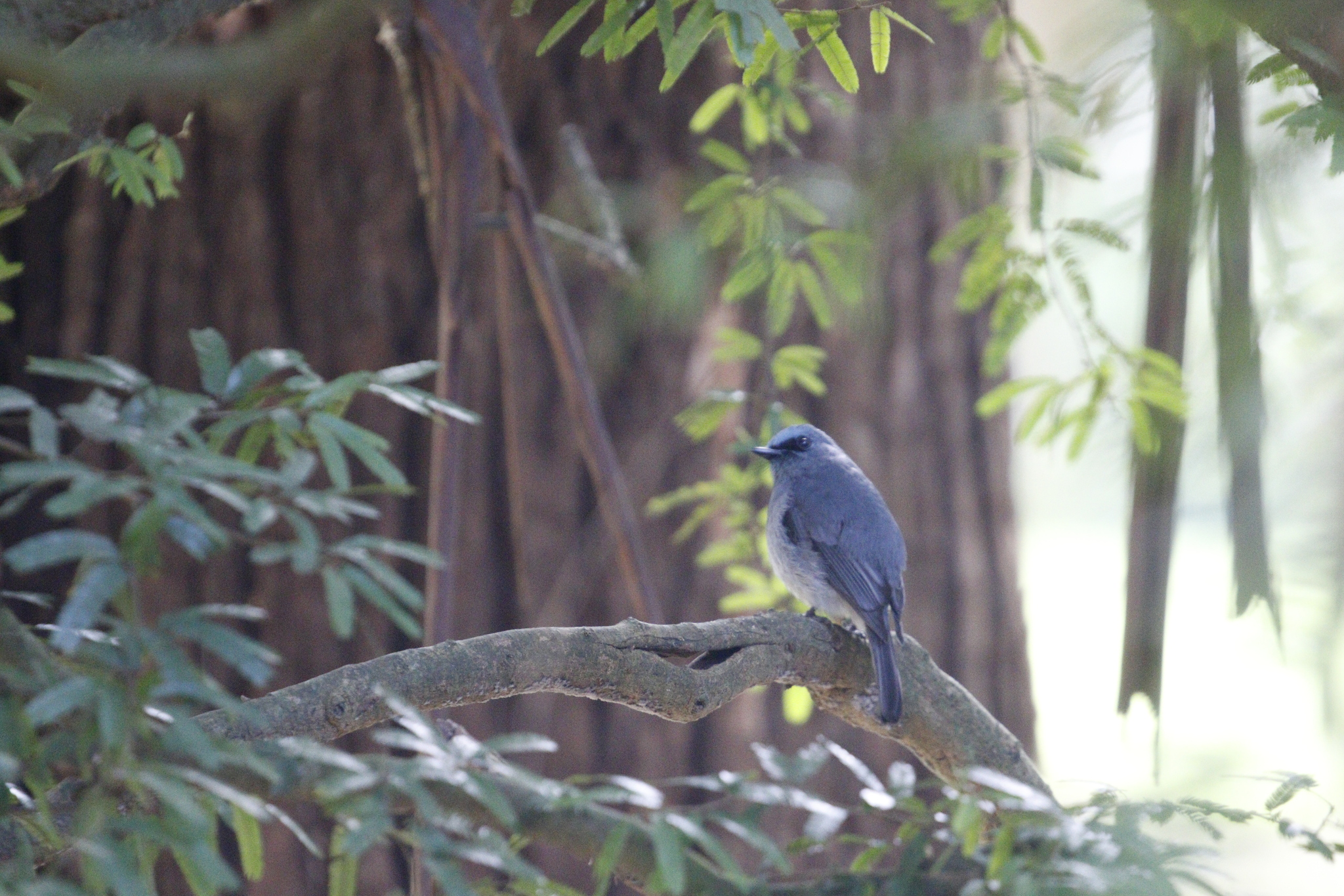Dull-blue Flycatcher (Eumyias sordidus), photo 4