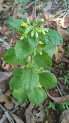 Blumea lacera (Blumea lacera)