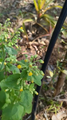 Blumea lacera