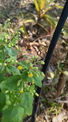 Blumea lacera