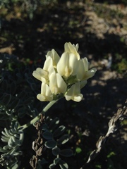 Astragalus nevinii