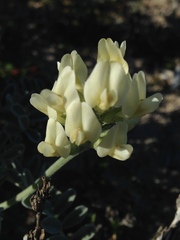 Astragalus nevinii