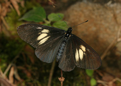 Altinote ozomene nox