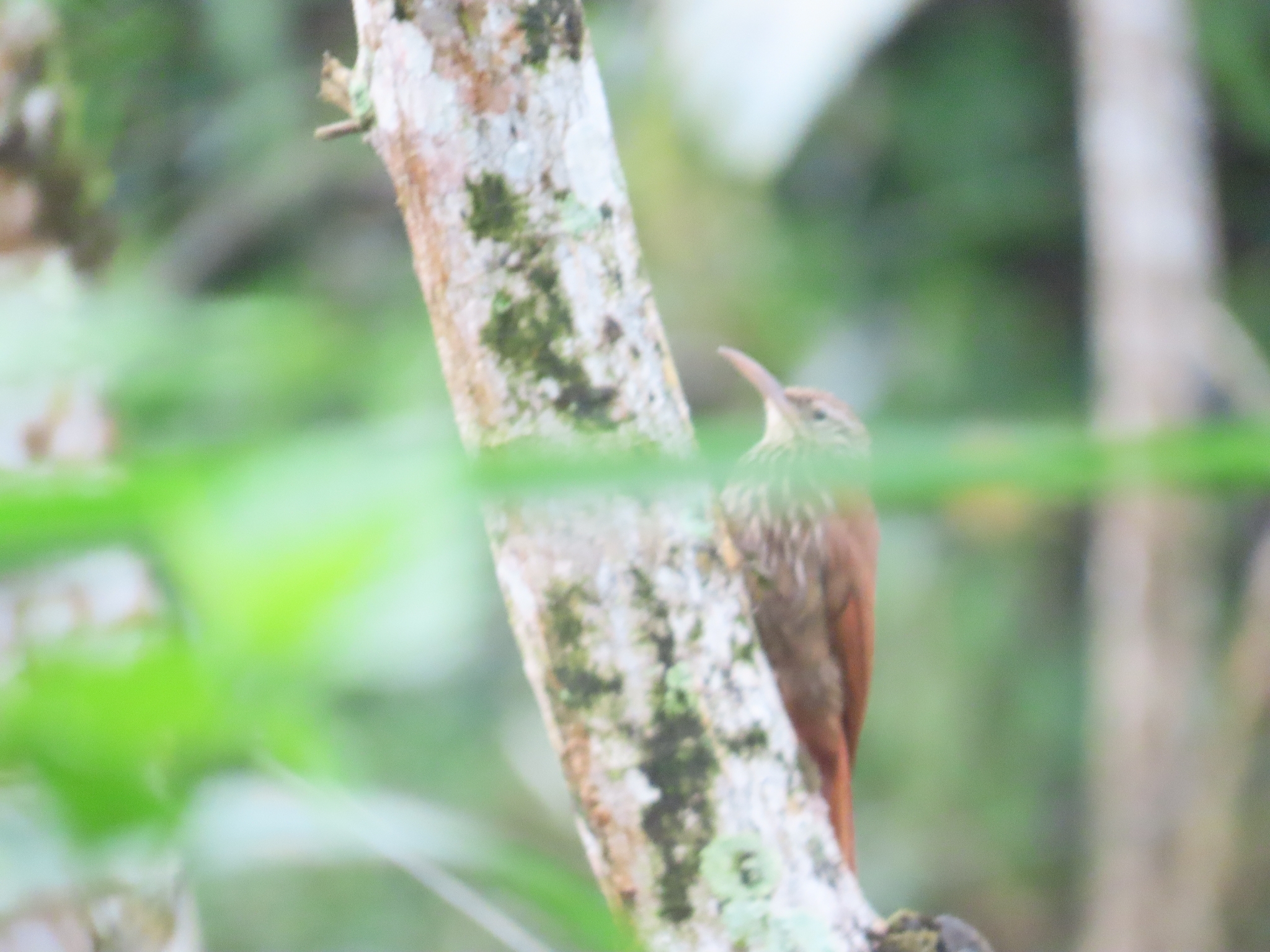 Streak-headed Woodcreeper (Lepidocolaptes souleyetii), photo 5