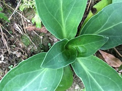 Swertia shintenensis