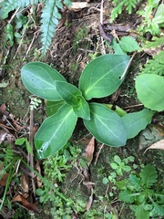 Swertia shintenensis