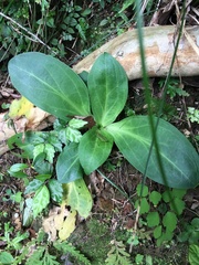 Swertia shintenensis