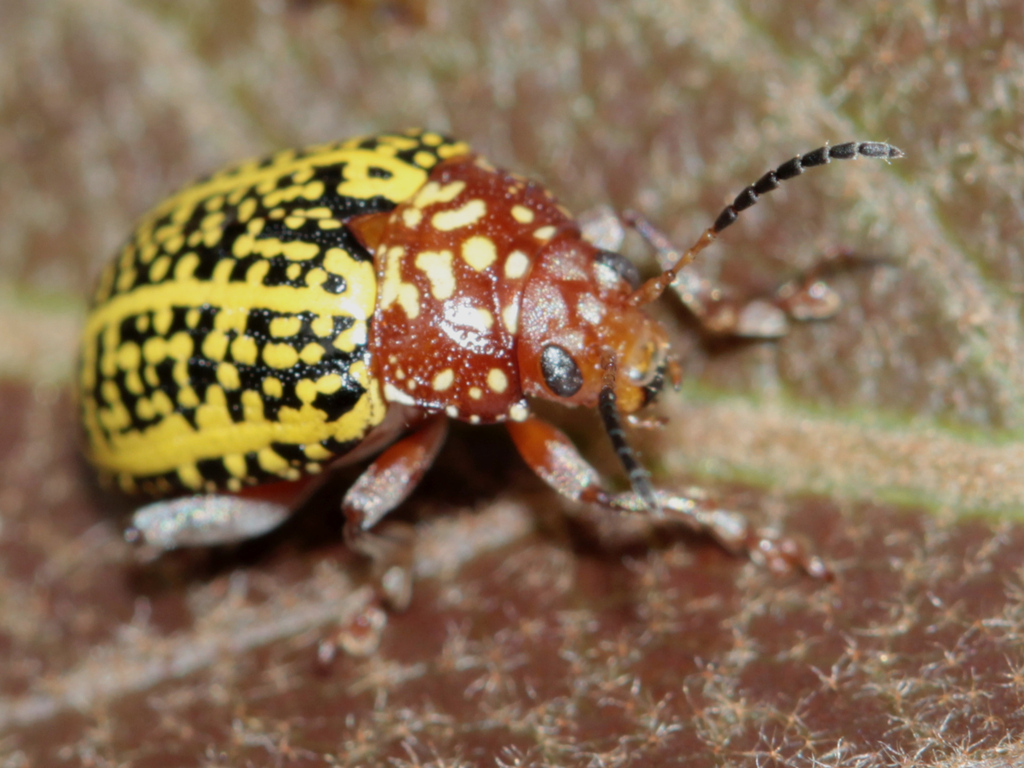 Blepharidina