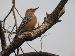 Melanerpes uropygialis
