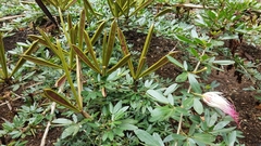 Calliandra angustifolia