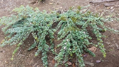 Calliandra angustifolia