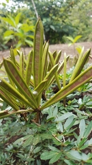 Calliandra angustifolia