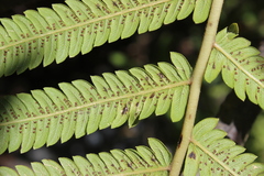 Pelazoneuron puberulum