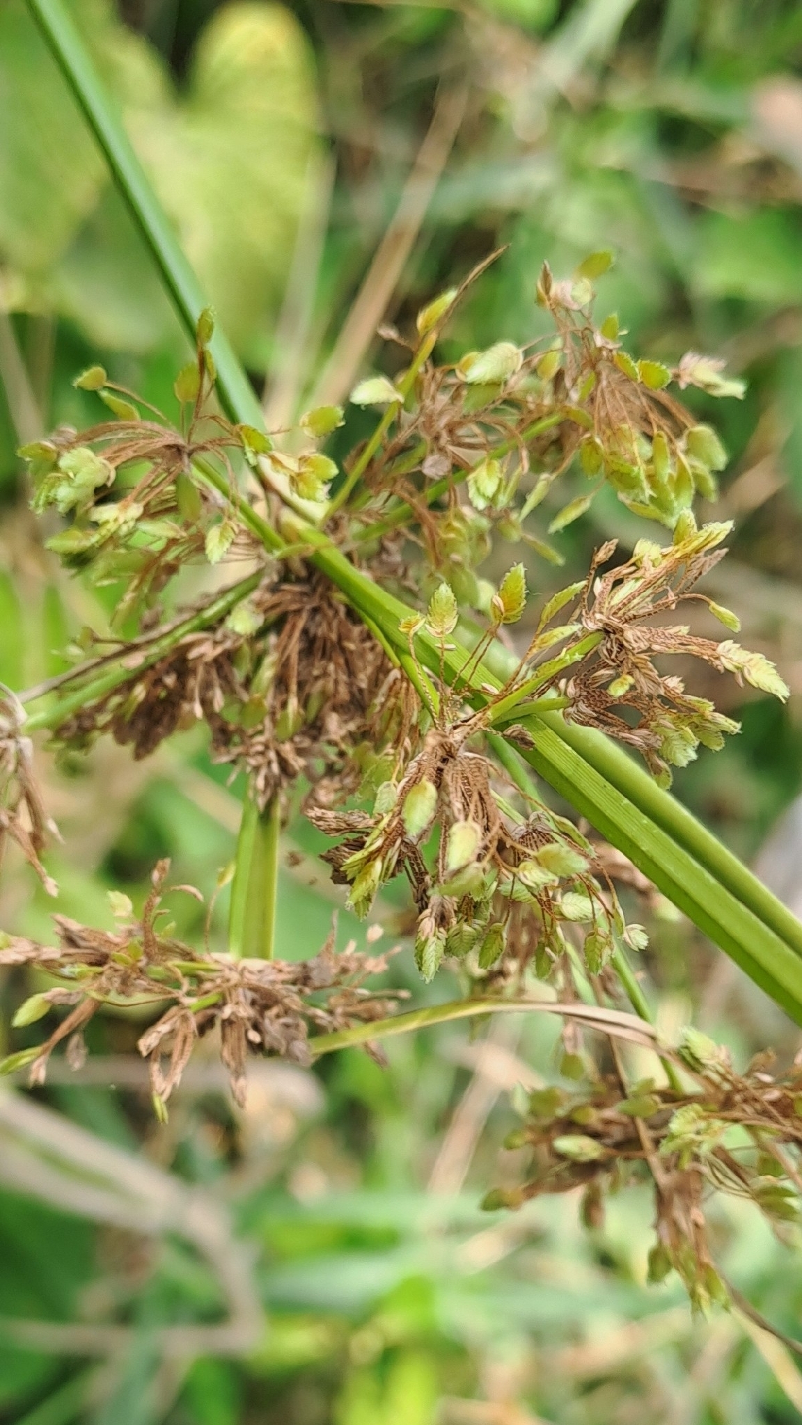 Cyperus surinamensis — ảnh 2