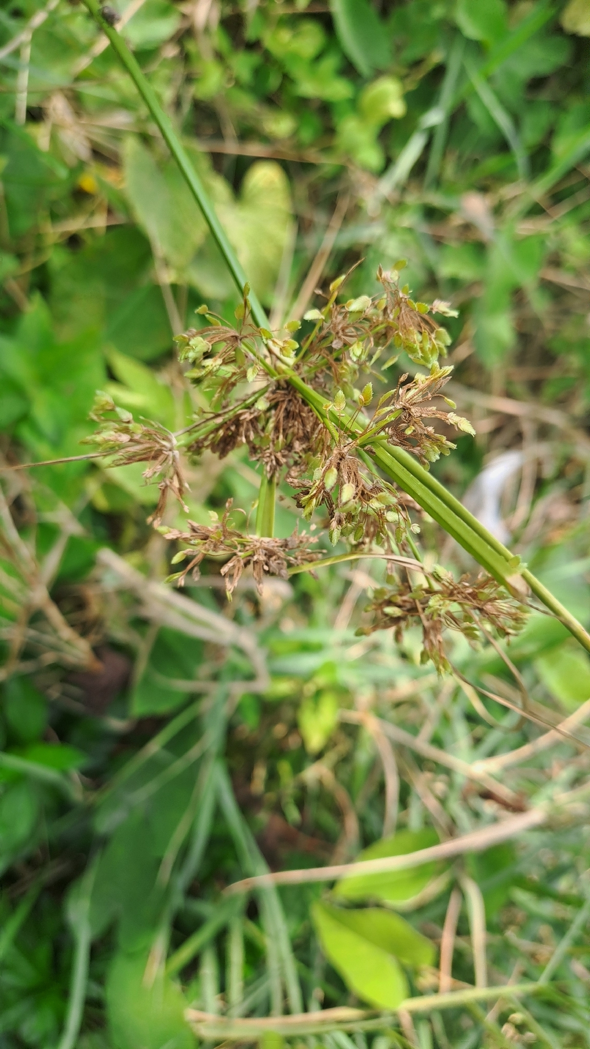 Cyperus surinamensis — ảnh 3