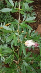 Calliandra angustifolia