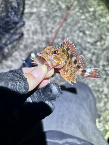 Sebastiscus marmoratus