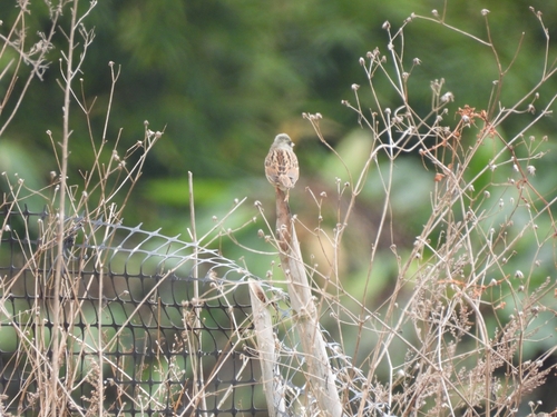 Black-faced Bunting