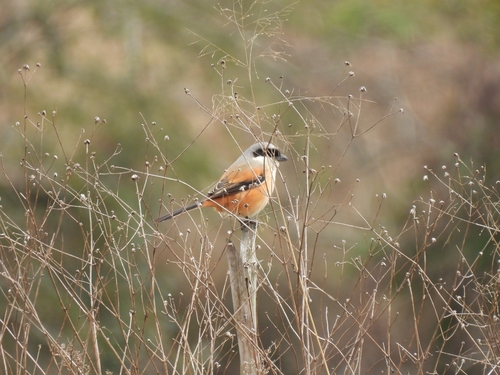 Long-tailed Shrike