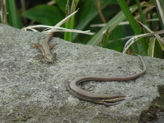 Takydromus formosanus